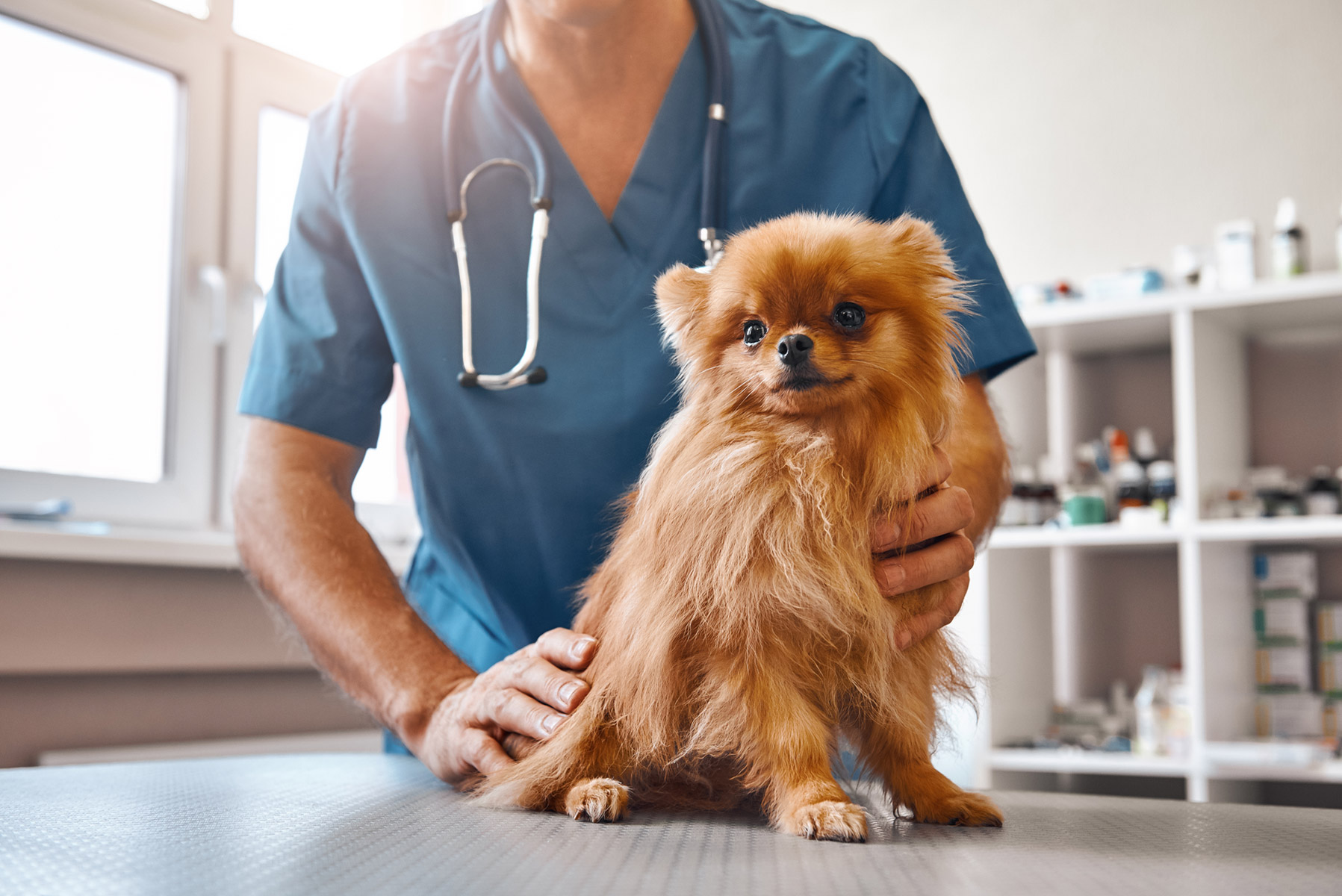 veterinary use of gabapentin